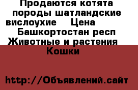 Продаются котята породы шатландские-вислоухие  › Цена ­ 2 000 - Башкортостан респ. Животные и растения » Кошки   